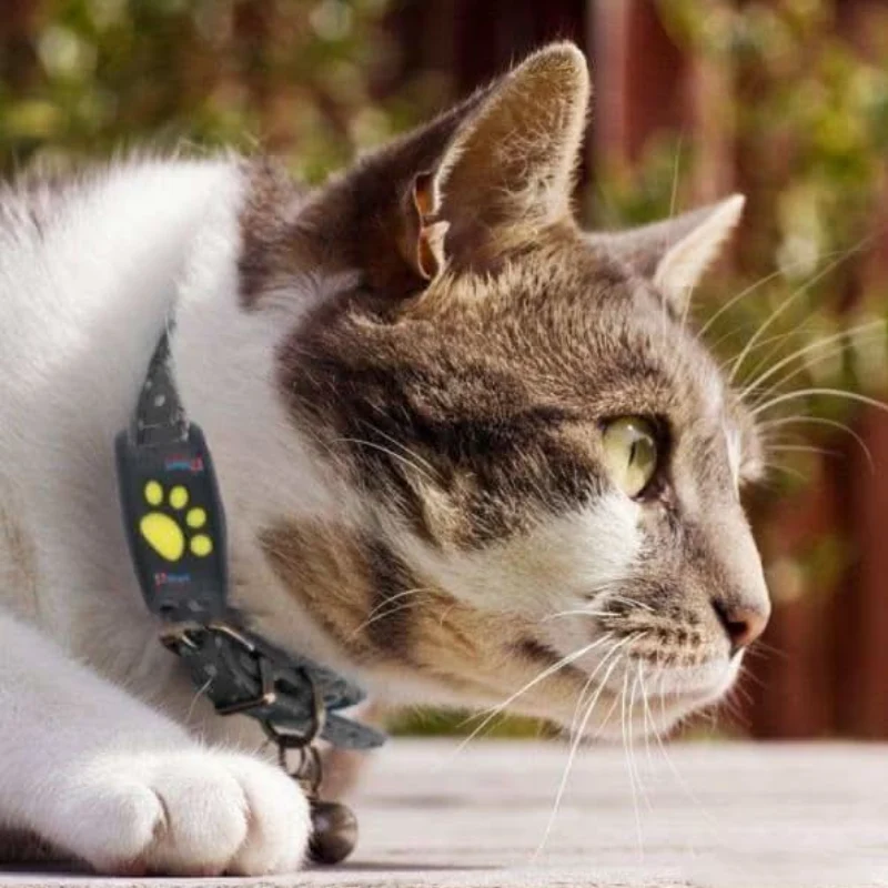 Traceur GPS pour Animaux de Compagnie au Design Compact