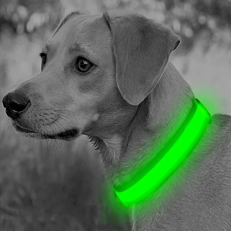 Collier LED rechargeable USB pour chien