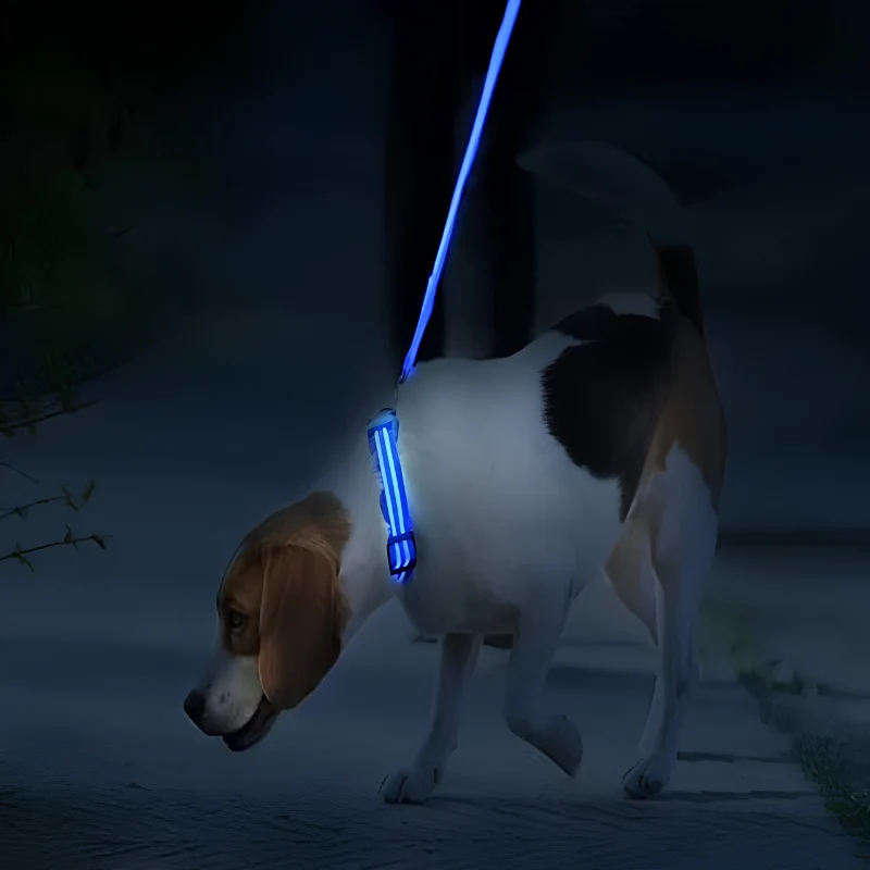 Collier LED rechargeable USB pour chien