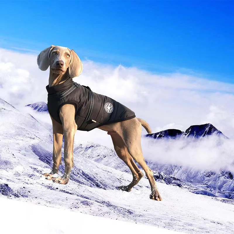 Veste pour chien avec boucles réglables