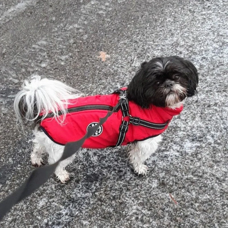 Veste pour chien avec boucles réglables