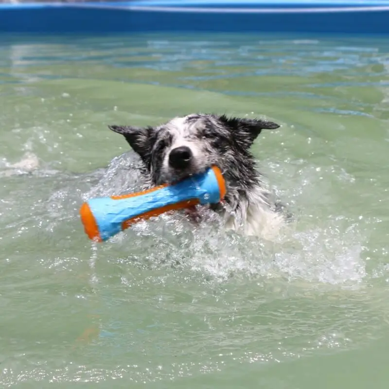Interactive Dog Toy | Tough Floating Chew Toy with Built-in Squeaker | Durable Fun for Water Play