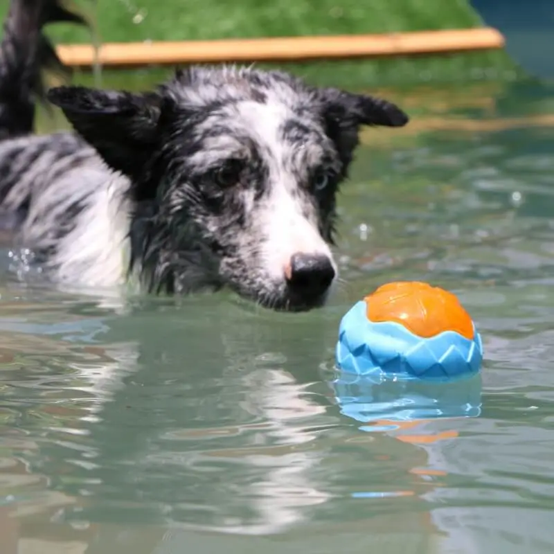 Interactive Dog Toy | Tough Floating Chew Toy with Built-in Squeaker | Durable Fun for Water Play