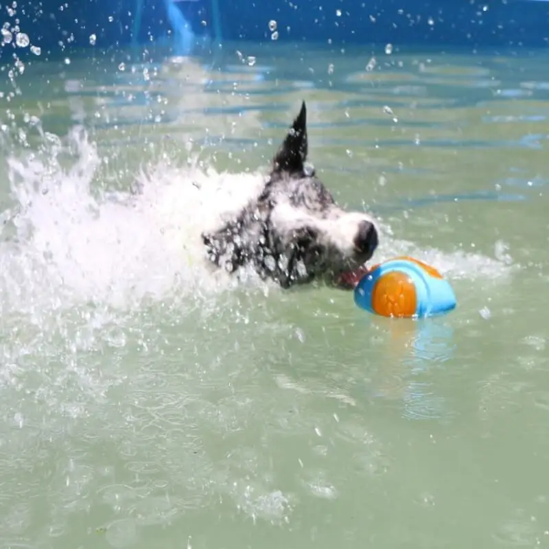Interactive Dog Toy | Tough Floating Chew Toy with Built-in Squeaker | Durable Fun for Water Play